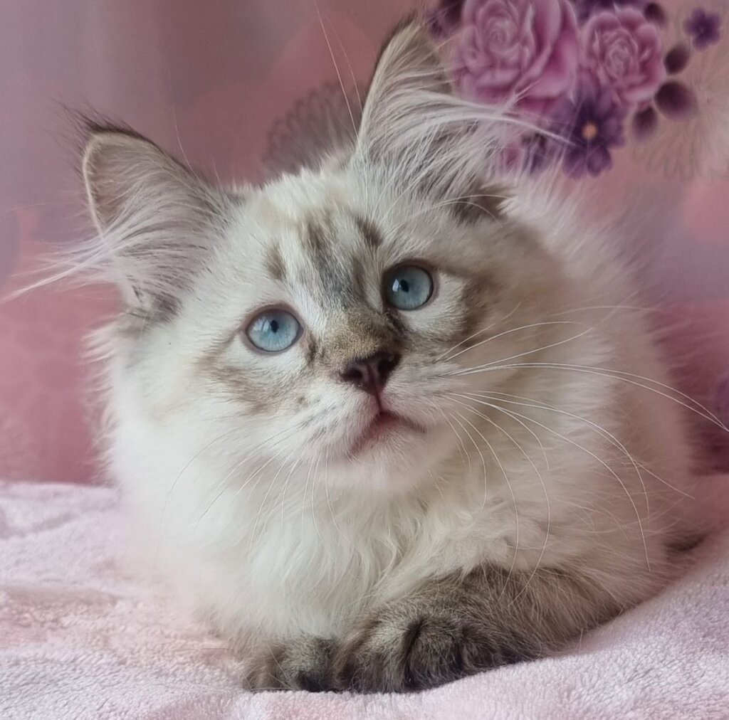 Minka Siberian Female (Available) $2950