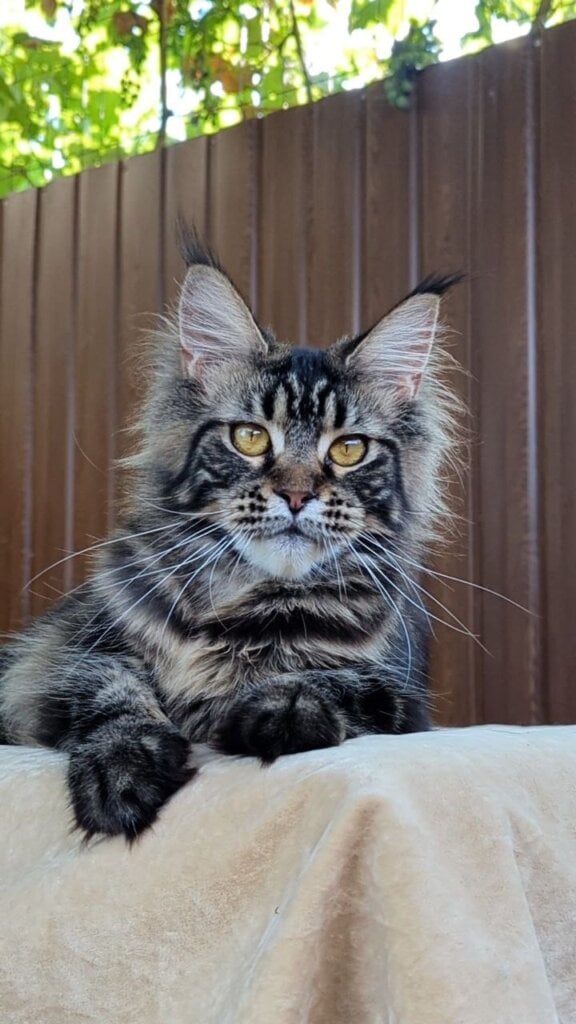 Rapunzel Maine Coon Female (Available) $2700