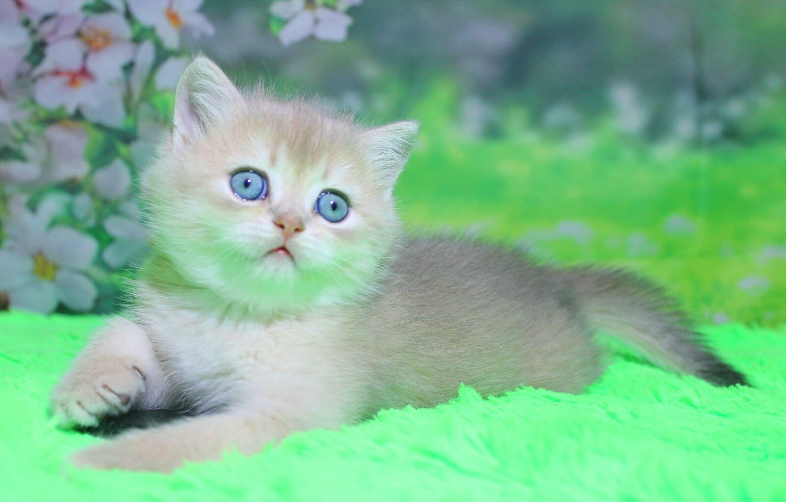 Nestor British Shorthair Male (Available) $2850