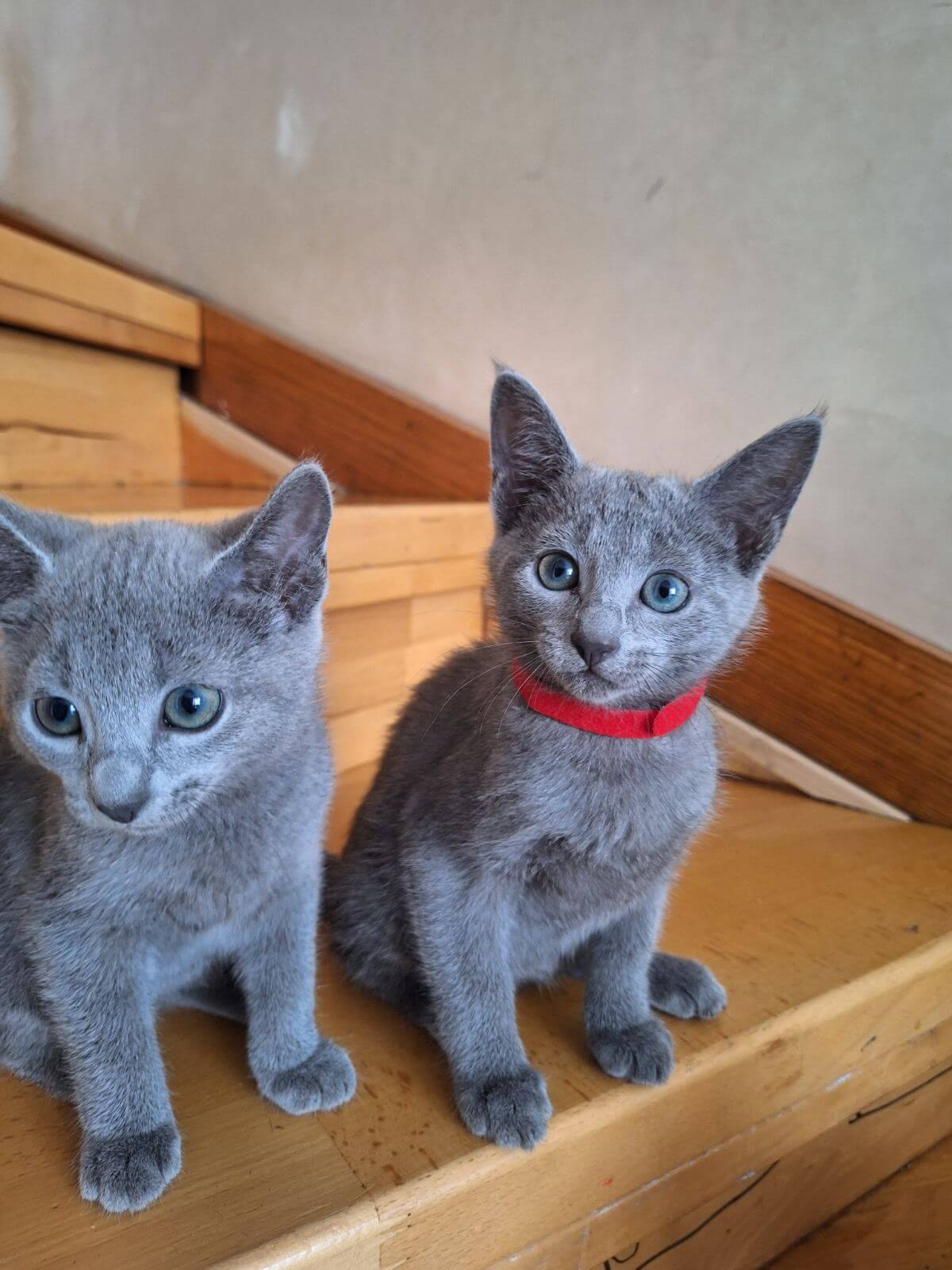 Gretta Russian Blue  Female (Available) $2750