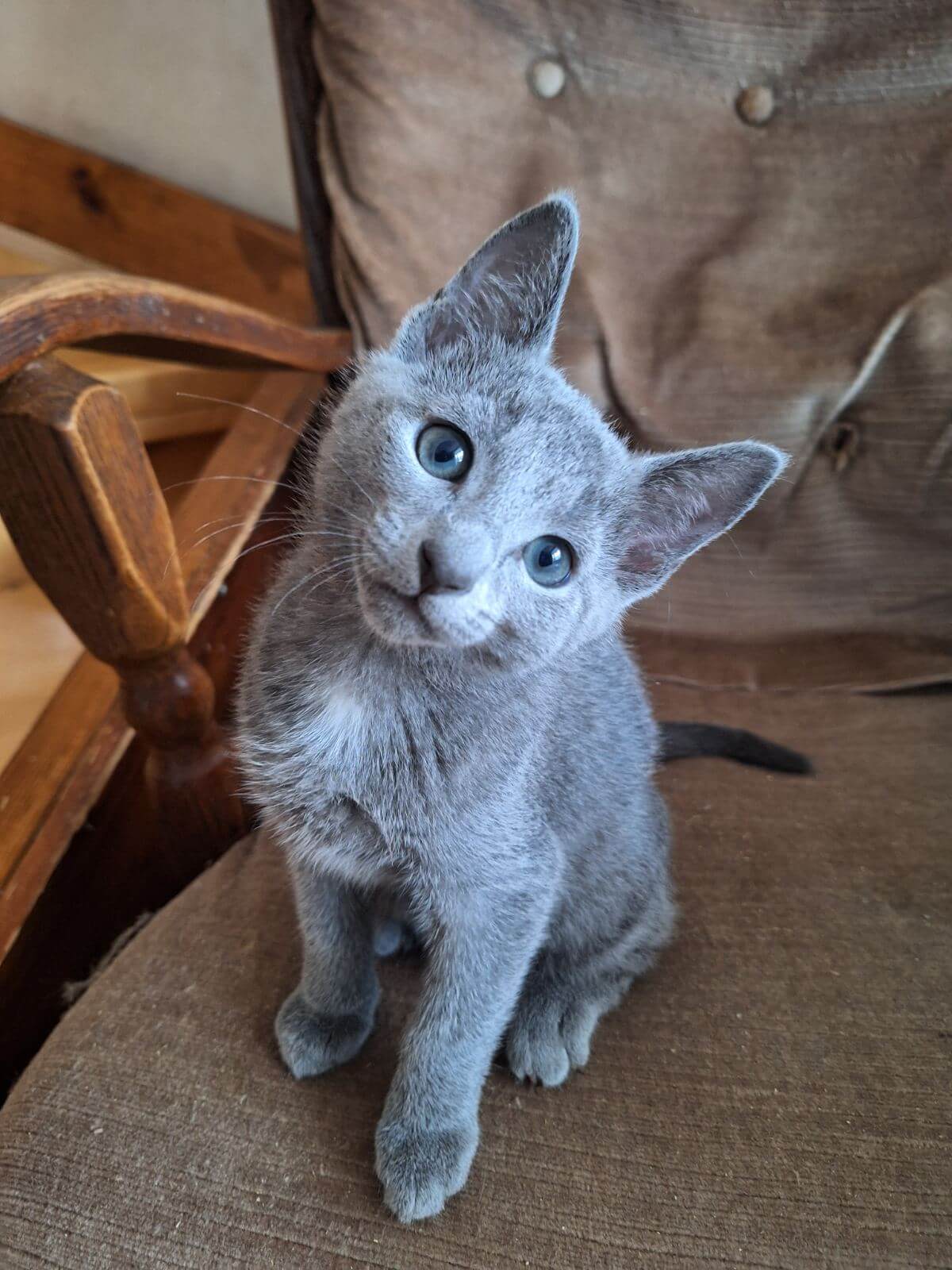 Gael Russian Blue Male (Available) $2650