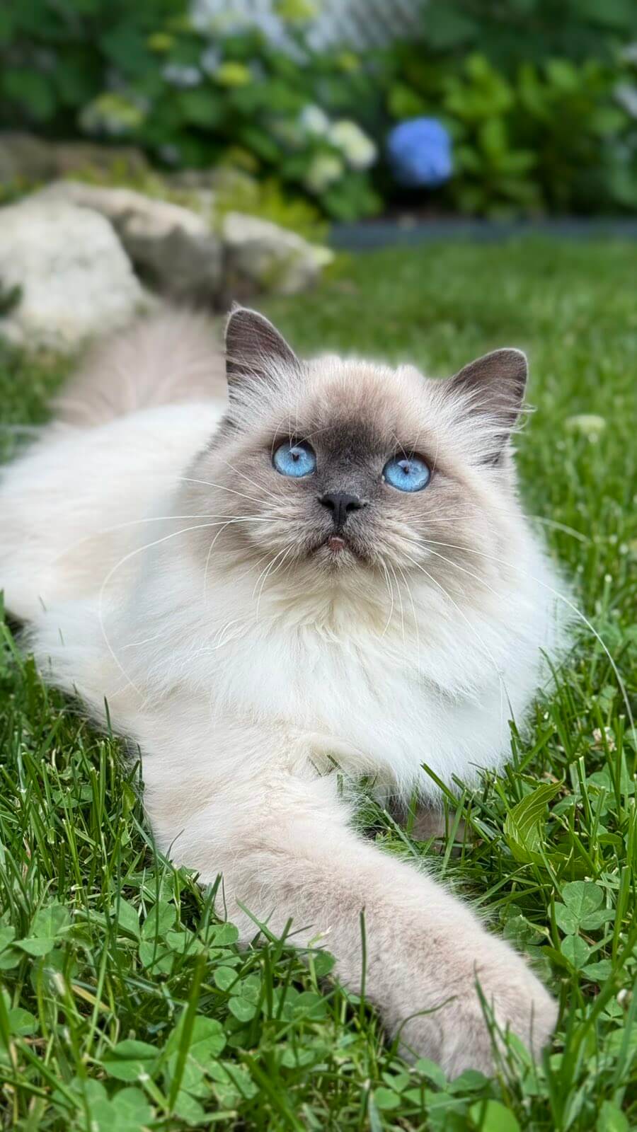 Aurora Siberian Female (Available)  $3200