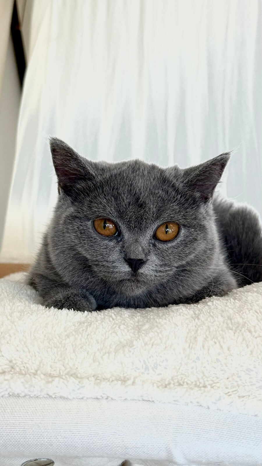 Zoya British Shorthair Female (available) $2500
