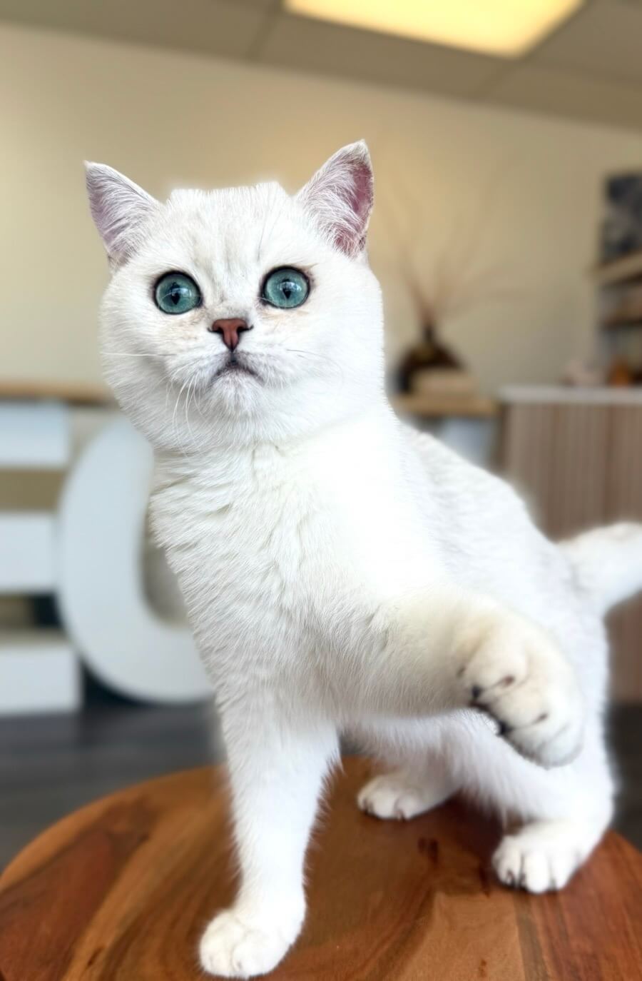 Emir British Shorthair Male (Available) $2500
