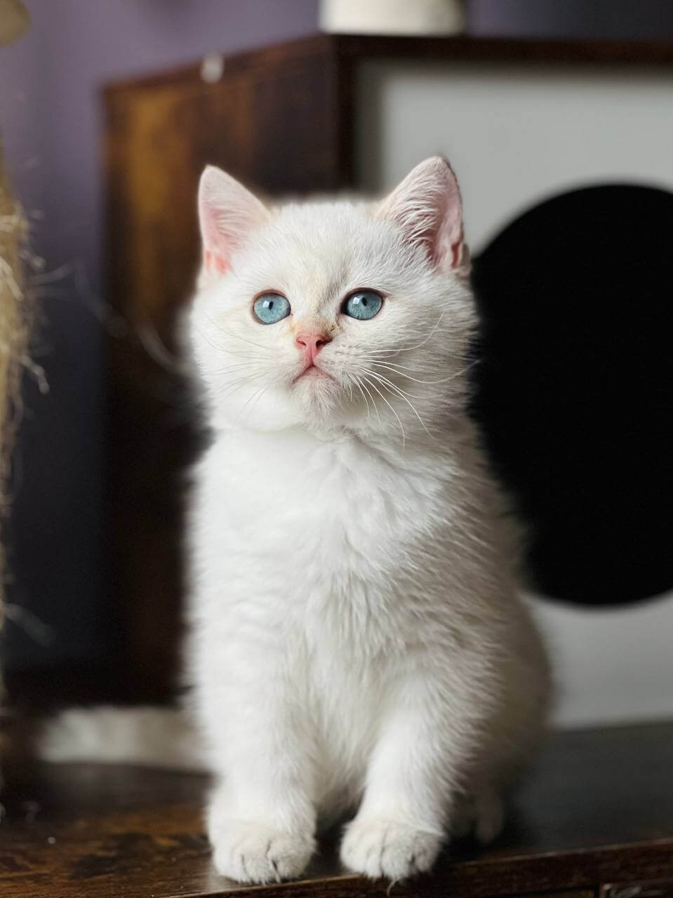 Glory British Shorthair Female (Available) $2400