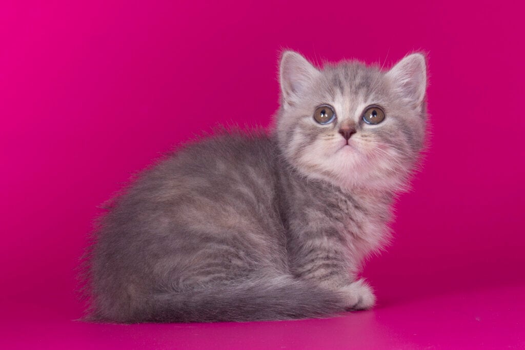 Regina Munchkin Female (Available) 3050$