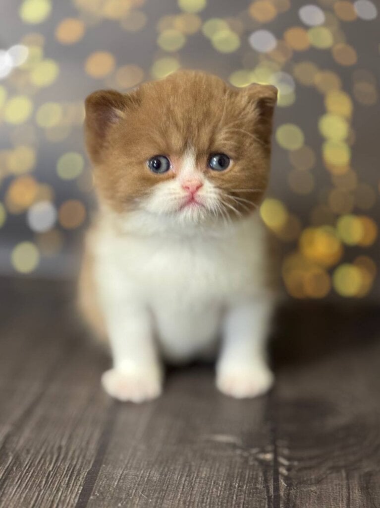 Aphrodite British Shorthair Female (Available) $3400