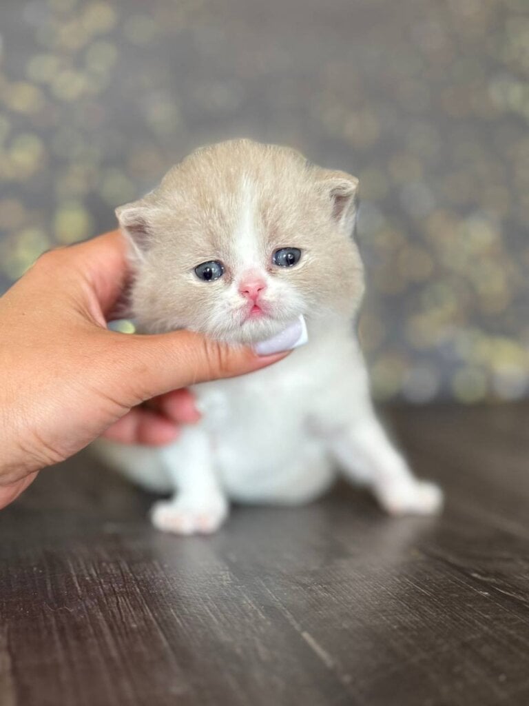 Artemida  British Shorthair Female (Available) $3400