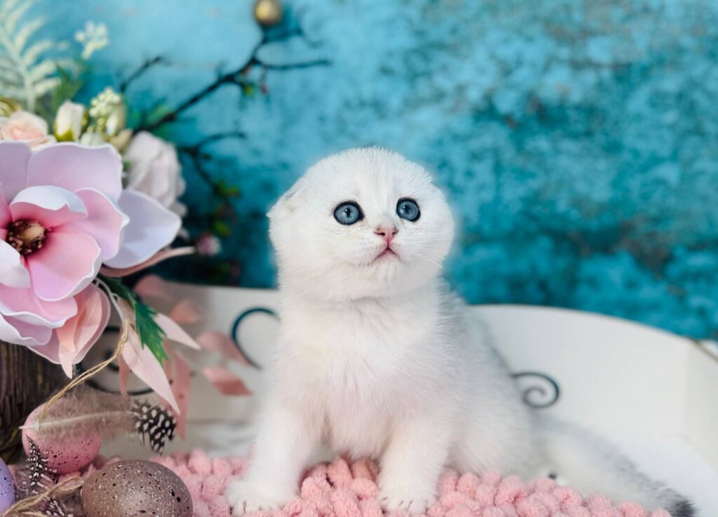Harlye Scottish Fold Male (Available) $2950
