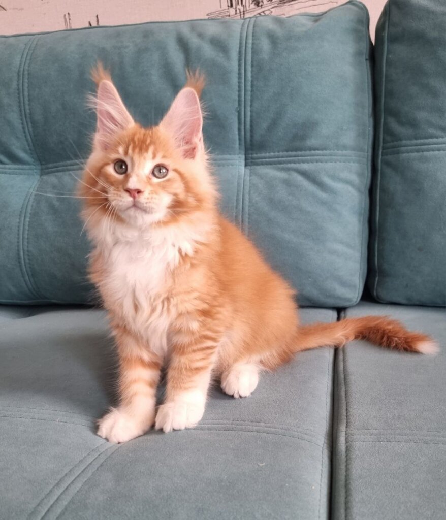 Tuman Maine Coon  Male (Available) $3050