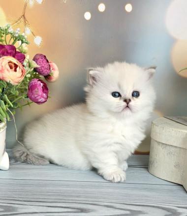 Oliv Munchkin Female (Available) $4100