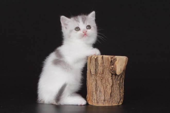 Orona Munchkin Female (Available) $3300