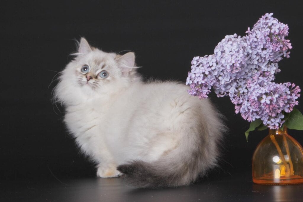 Rybka Munchkin Female (Available) $4000