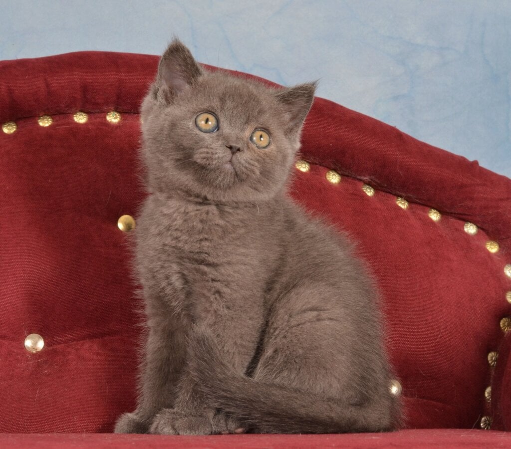 Hektor British Shorthair Male (Available) $2400