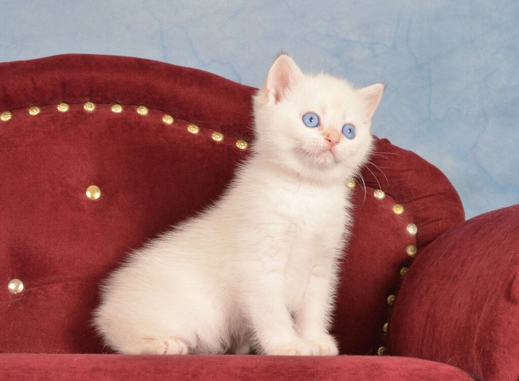 Junior British Shorthair Male (Available) $2450