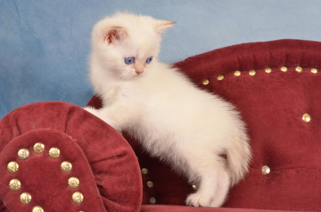 Jarold British Shorthair Male (Available)  $2450