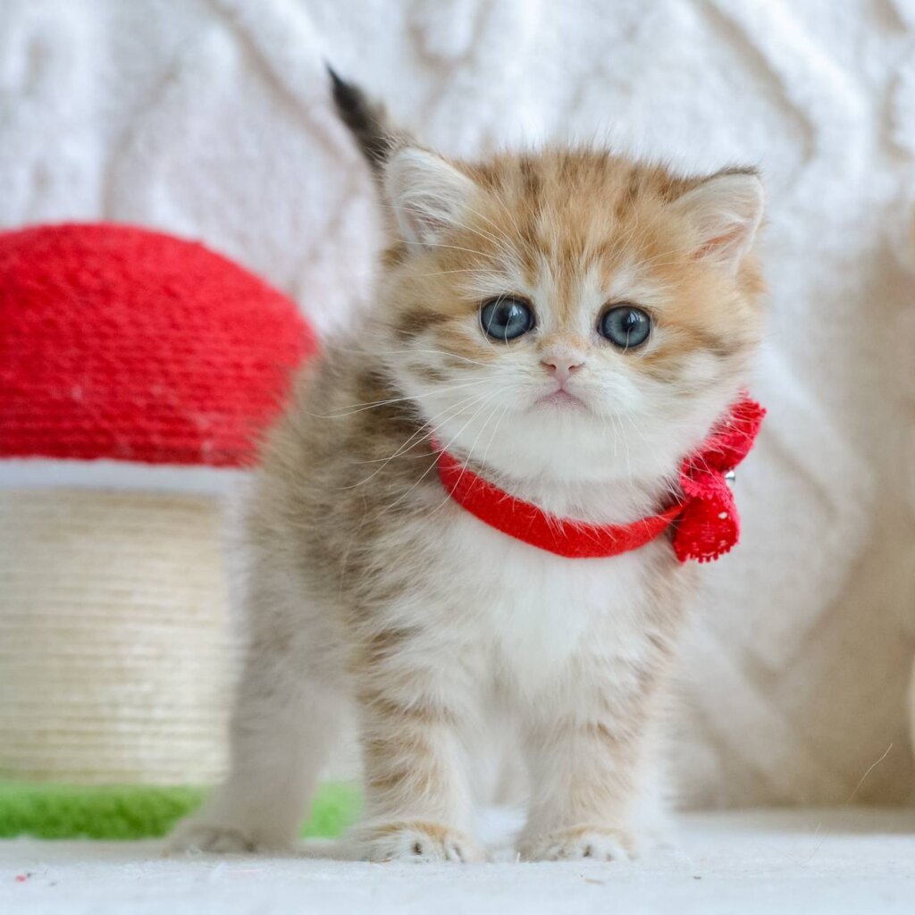 Yara British Shorthair Female (Available) $2700
