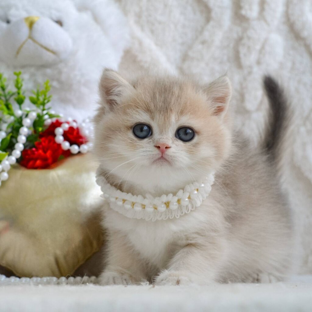 Yaffi British Shorthair Female (Available) $2800