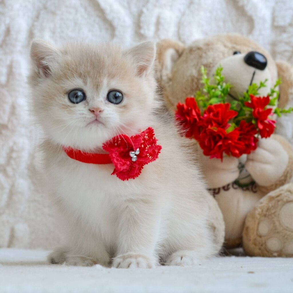 Yuna British Shorthair Female (Available) $2900