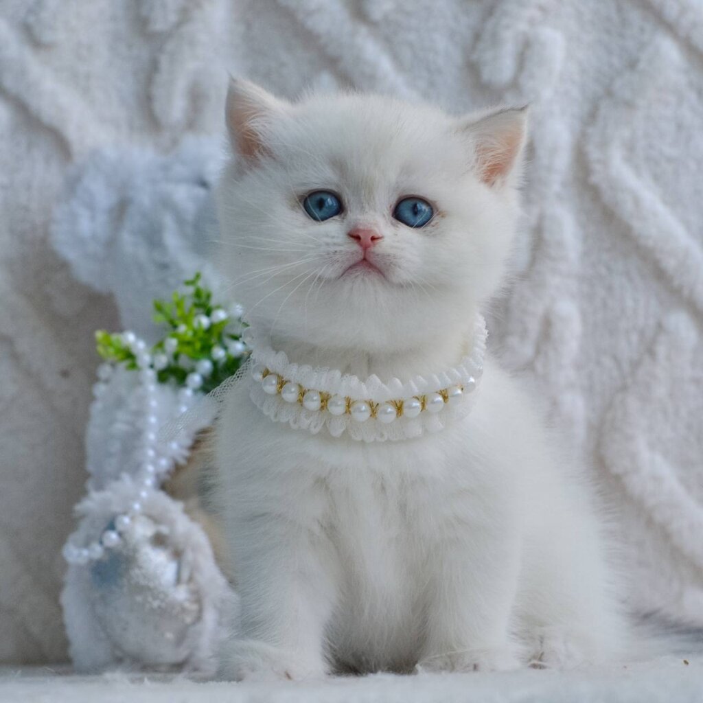 Yassa British Shorthair Female (Available) $2800