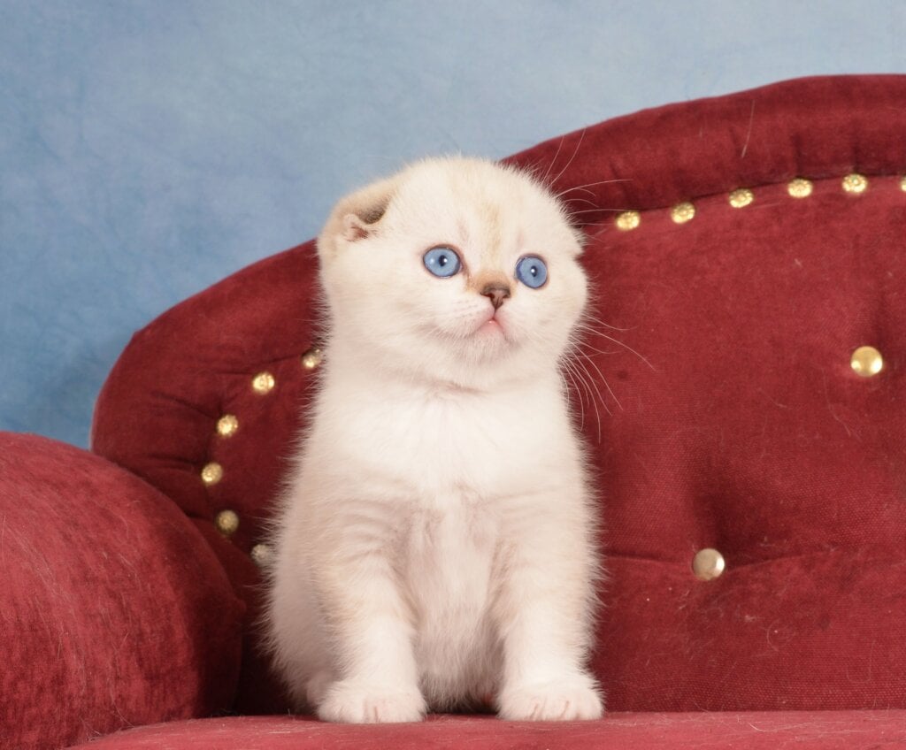 Infant Scottish Fold Male (Available) $3000