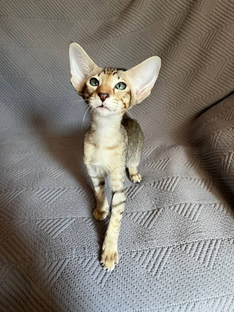Naomi  Oriental Female (Available) $3000