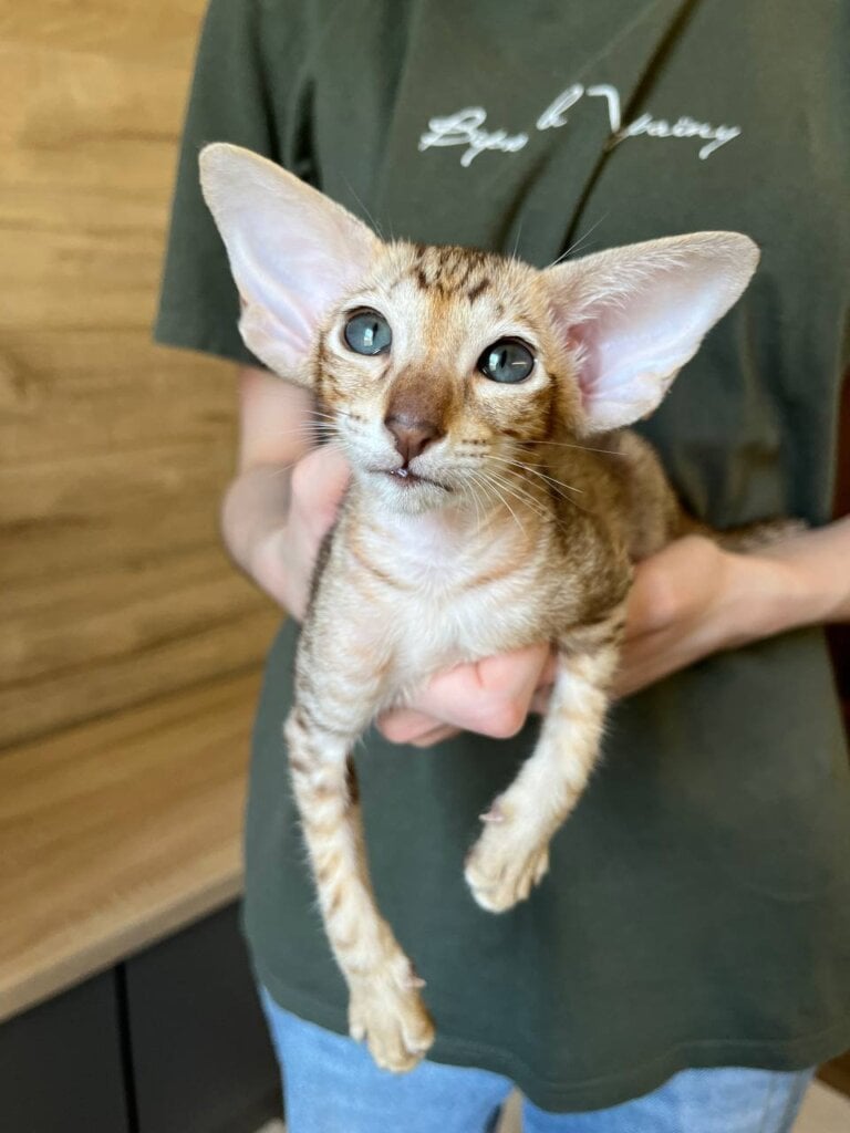 Gabrielle Oriental Female (Available) $3100