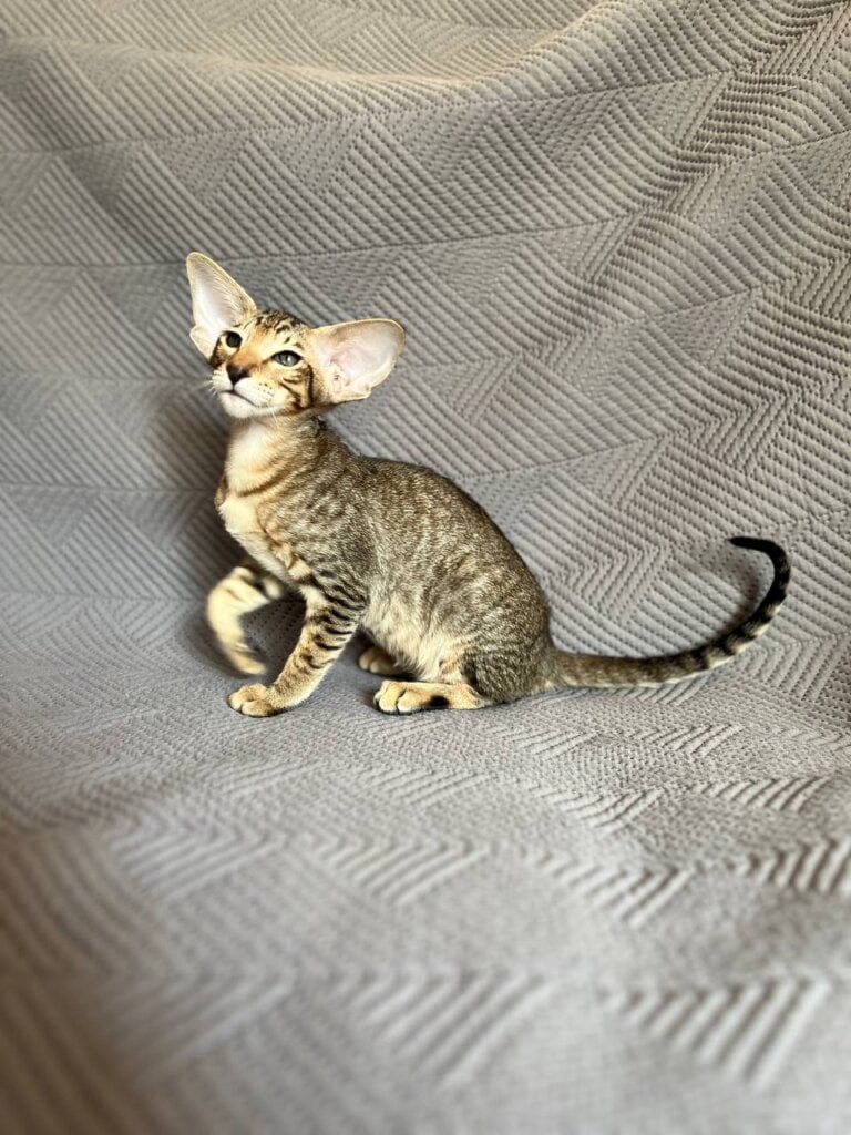 Goldie Oriental  Female (Available) $3200