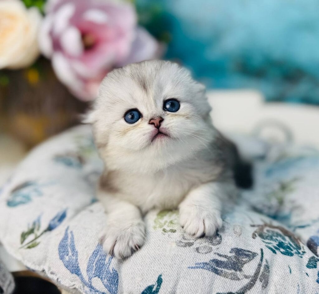 Leonardo Scottish Fold  Male (Available) $2950