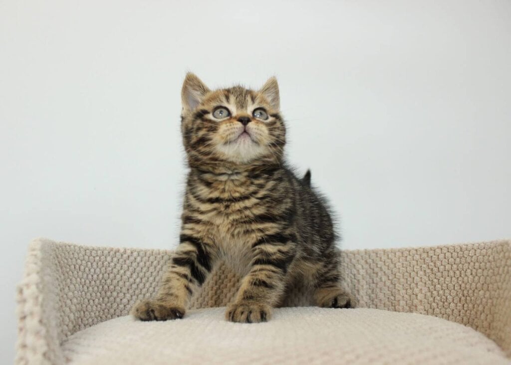 William Scottish Straight  Male (Available) $2650