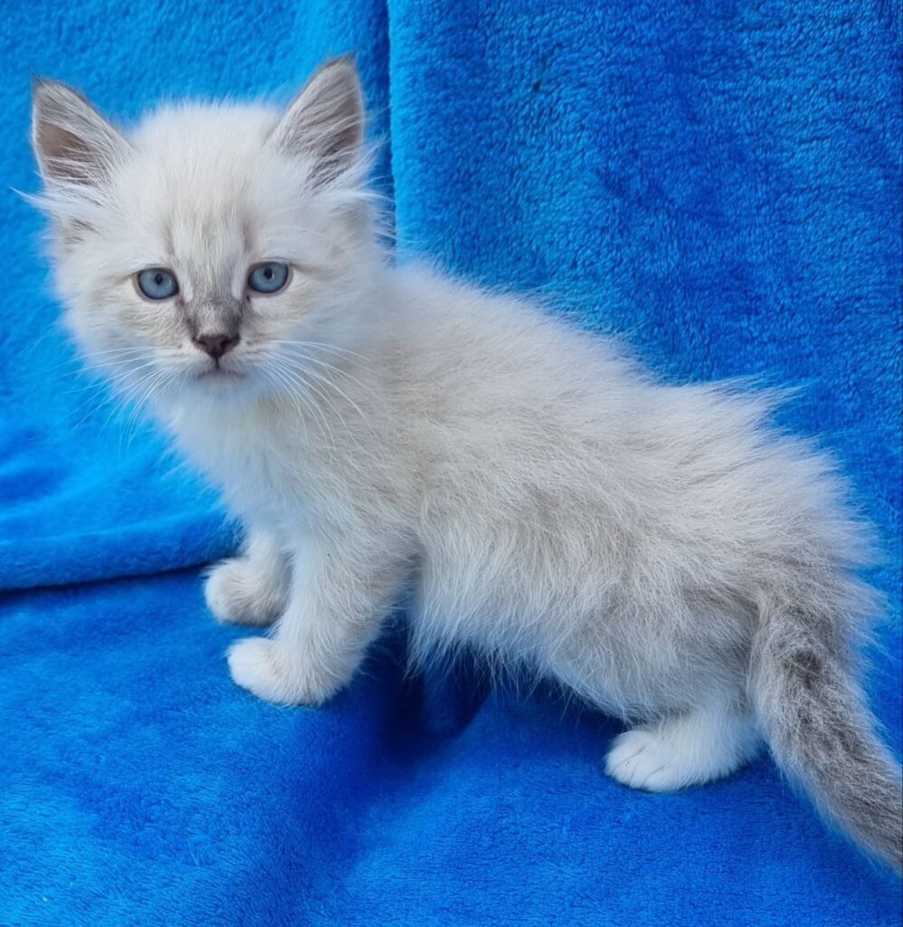 Maylo Siberian Male (Available) $2850