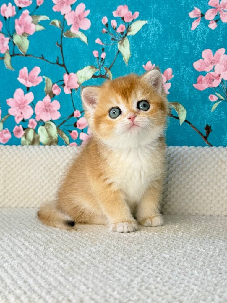 Tom British Shorthair Male (Available) $2800