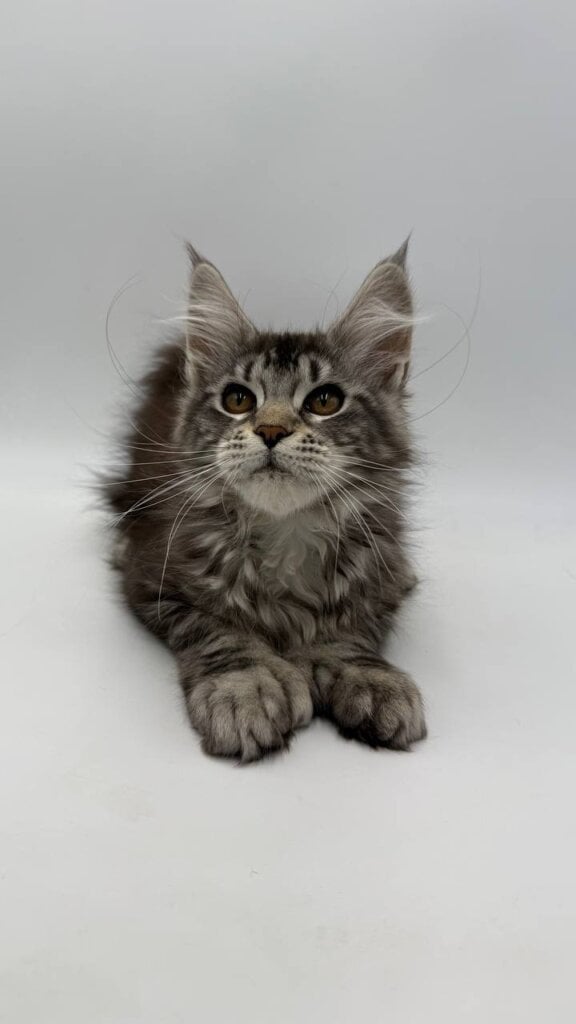 Kira Maine Coon POLY Female (Available) $3200
