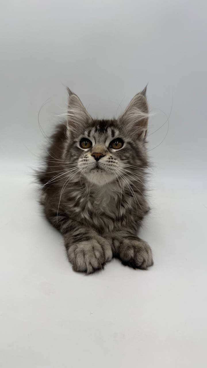 Kira Maine Coon POLY Female (Available) $3200