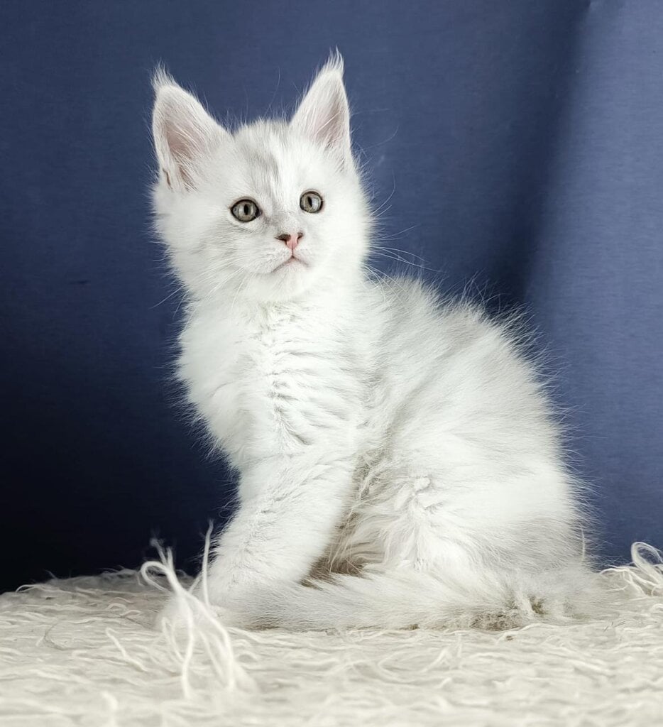 Zarif Maine Coon Male (Available) $4250