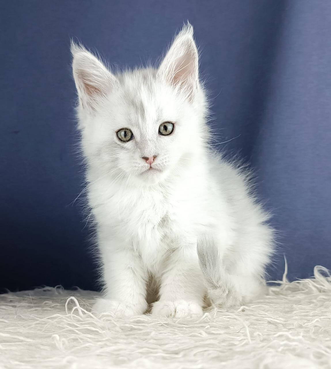 Zefir Maine Coon Male (Available) $4250