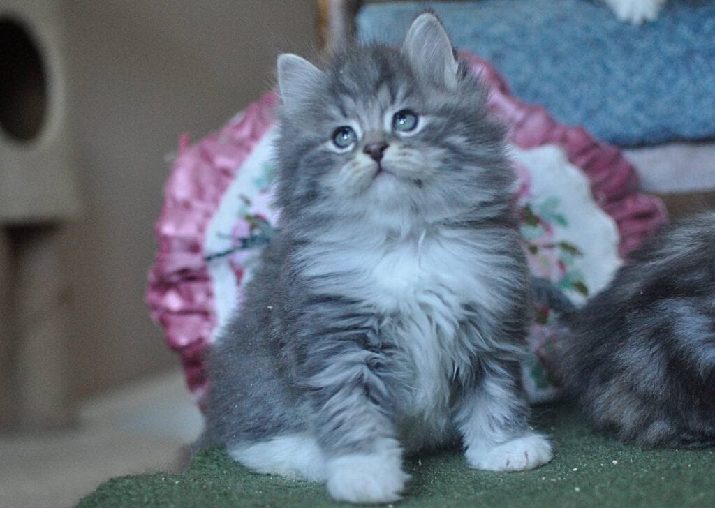 Ilyusha Siberian Male (Available) $3200