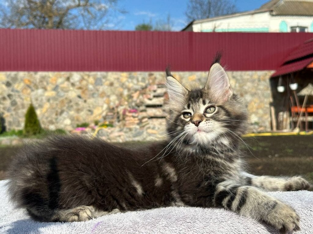 Shark Maine Coon Male (Available) $3000