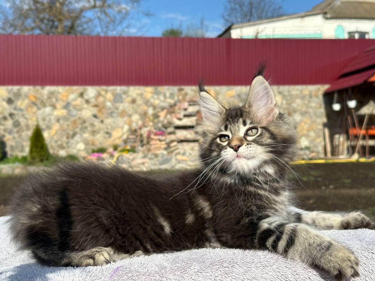 Shark Maine Coon Male (Available) $3000