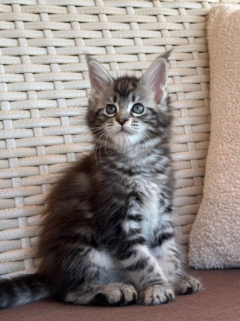 Lilu Maine Coon  Female (Available) $2800