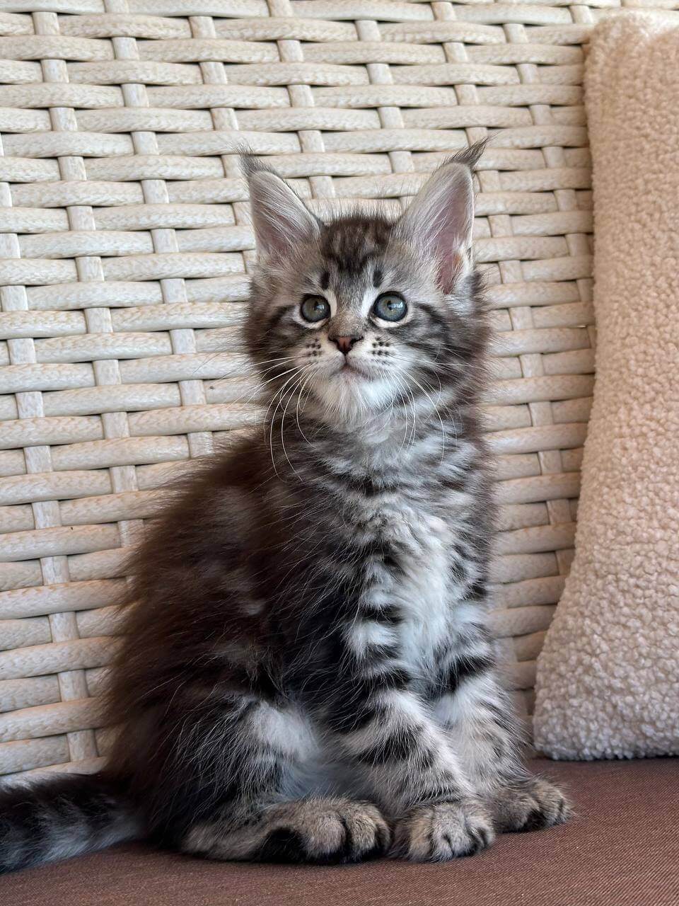 Lilu Maine Coon  Female (Available) $2800