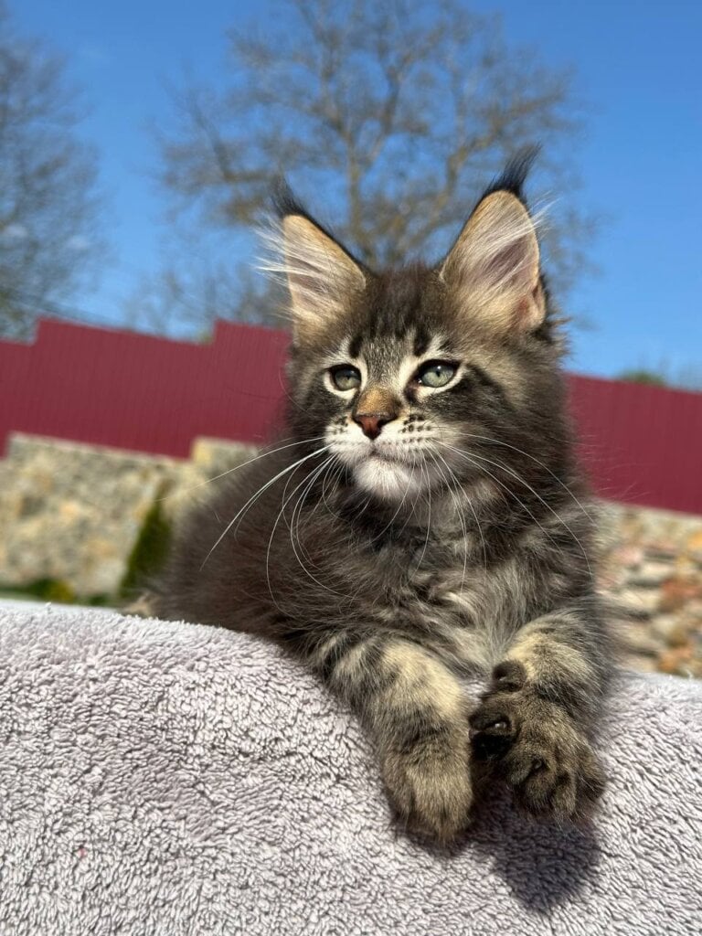 Kristian Maine Coon  Male (Available) $2900