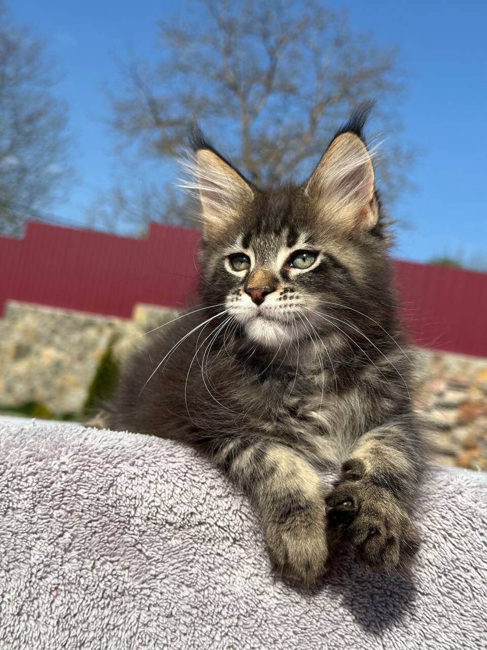 Kristian Maine Coon  Male (Available) $2900