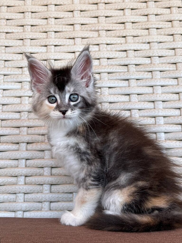 Graffiti Maine Coon Female (Available) $2900