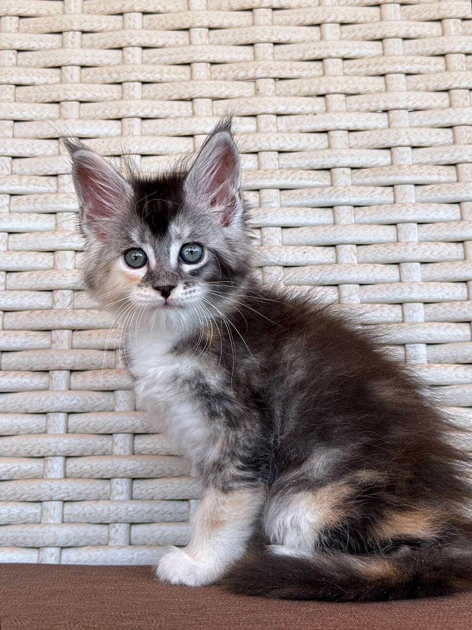 Graffiti Maine Coon Female (Available) $2900
