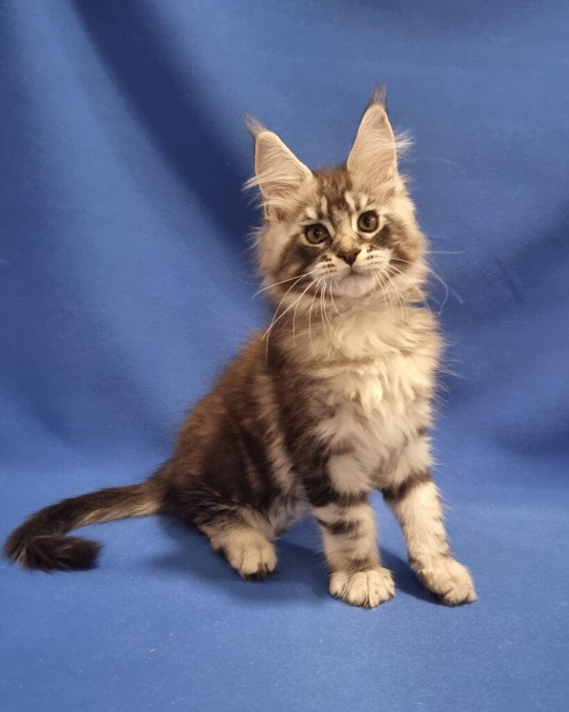 Ulet Maine Coon Male (Available) $3050