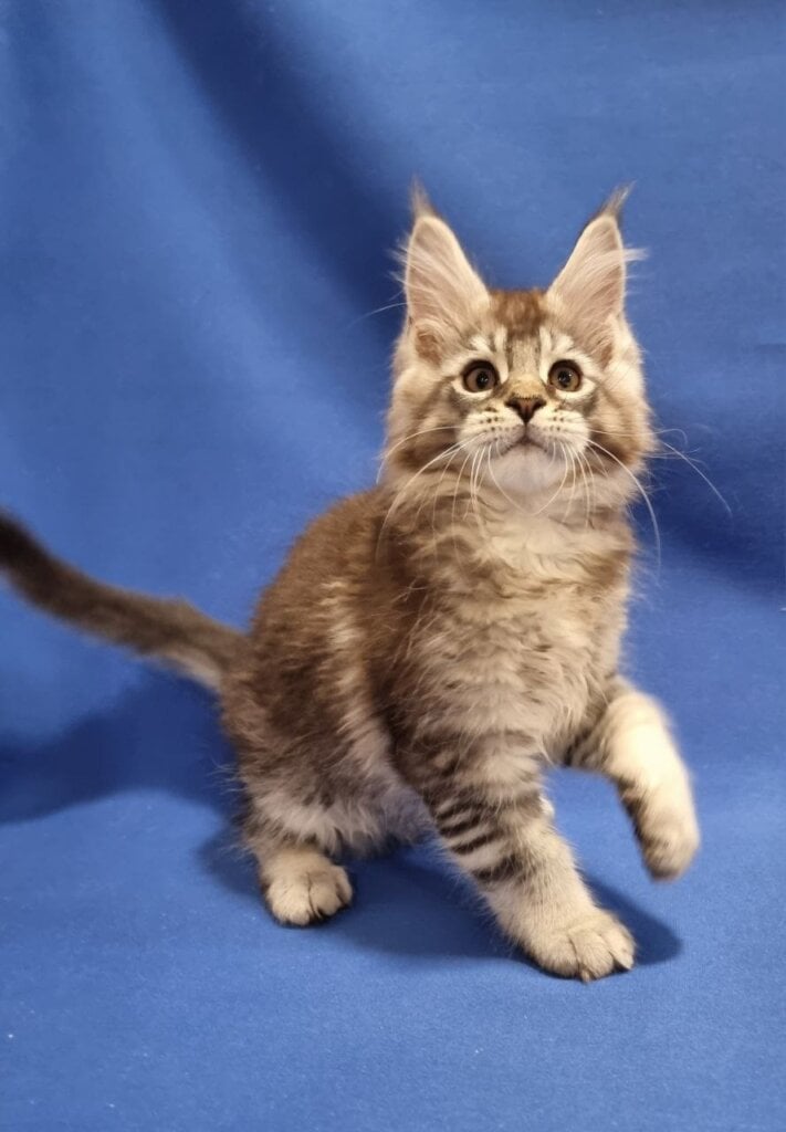 Uspekh Maine Coon Male (Available ) $2900