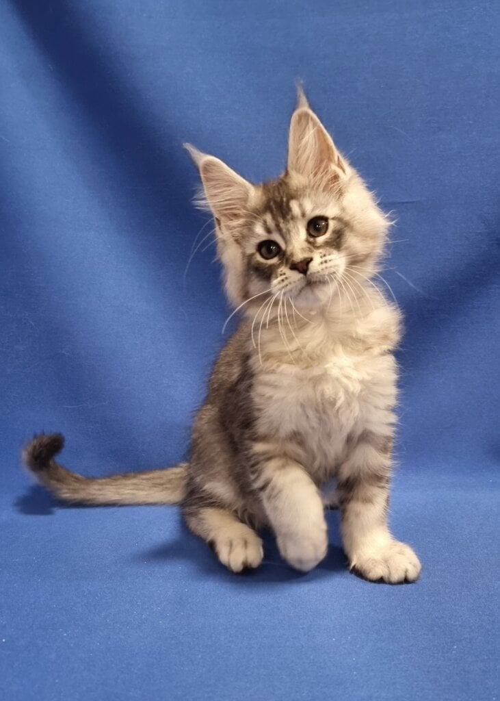 Ukrop Maine Coon Male (Available) $2900