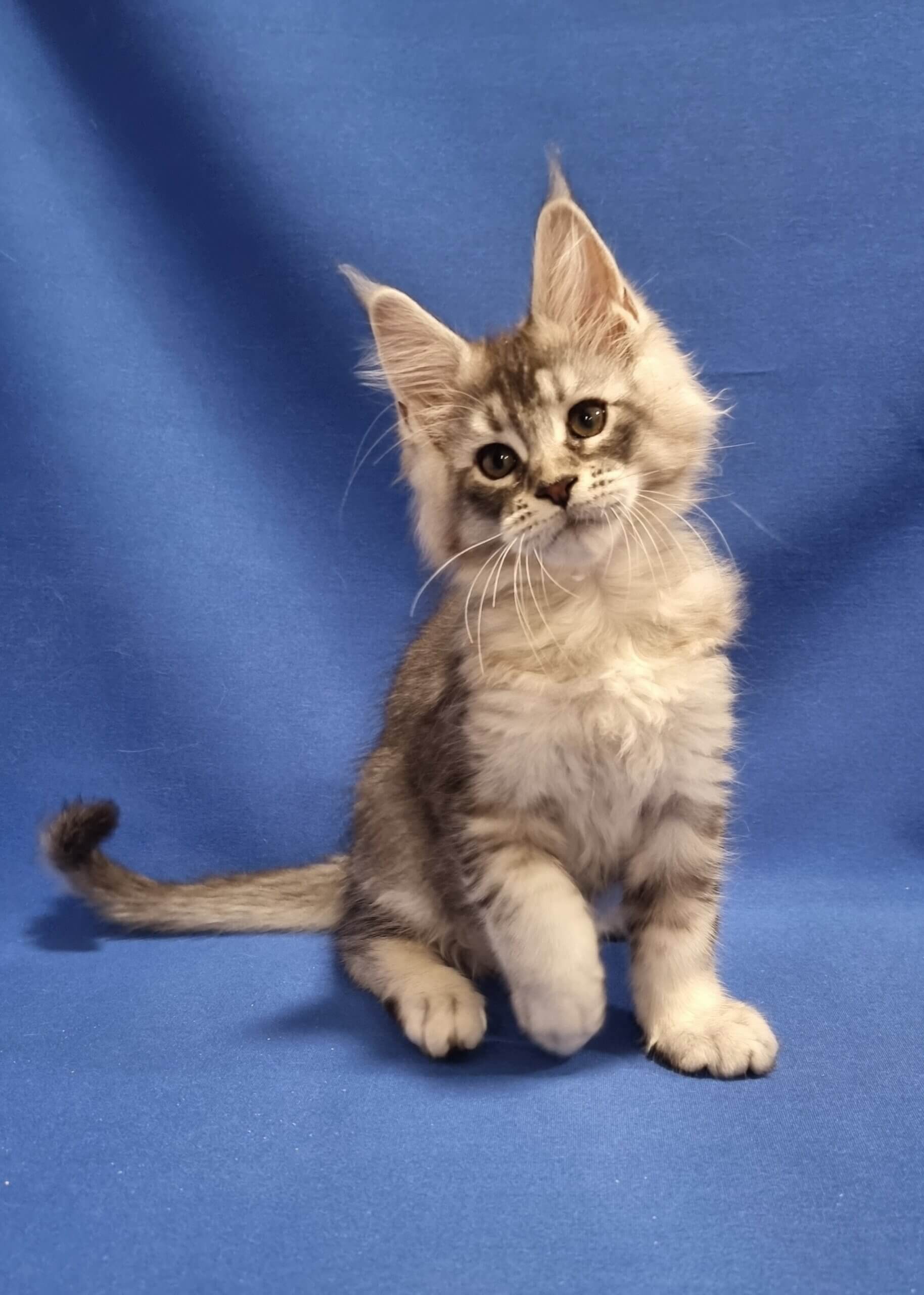 Ukrop Maine Coon Male (Available) $2900