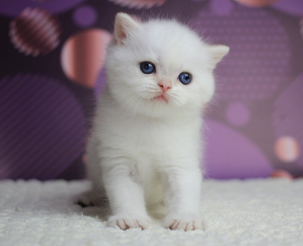 Zyros British Shorthair Male (Available) $2650